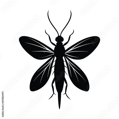 mayfly vector illustration