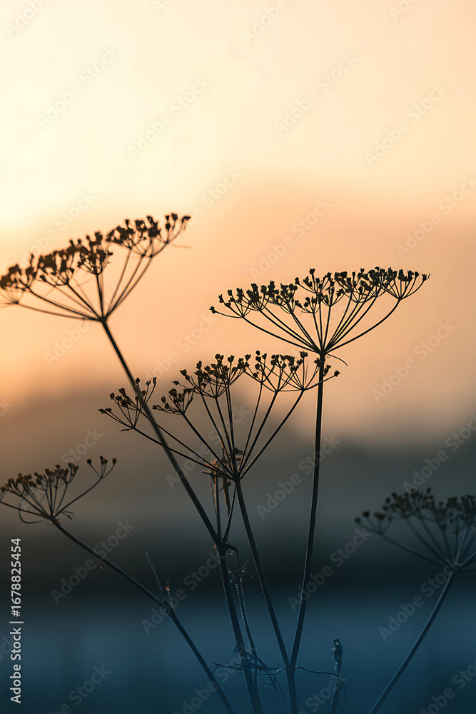 Fototapeta premium Delicate dried wildflower seed heads silhouetted against a soft hazy sunset sky