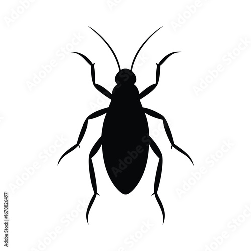 louse isolated on white