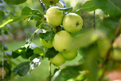 Fresh ripe apples glistening with morning drops