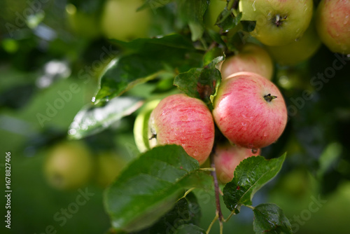 Fresh ripe apples glistening with morning drops