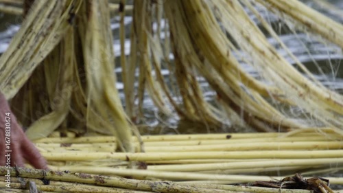 A person is engaging in the process of retting jute fibers in water