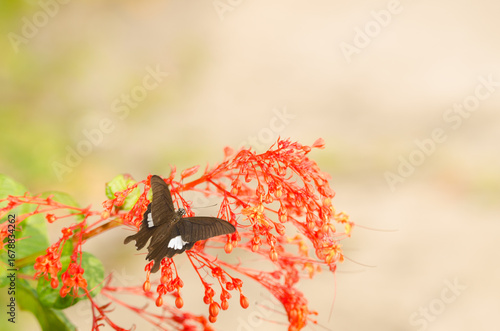 Yellow Helen Papilio nephelus chaon on flowers of glorybower Clerodendrum sp. Son Tra Natural Reserve. Son Tra Peninsula. Da Nang. Vietnam.