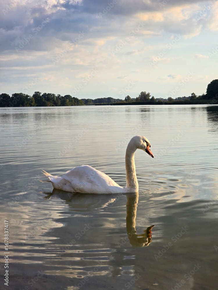 Fototapeta premium A large white swan with a red beak swims majestically on a calm lake in the afternoon light.