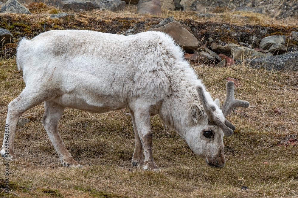 Fototapeta premium Renne du Spitzberg, Renne de Svalbard, Rangifer tarandus platyrhynchus, Spitzberg, Svalbard, Norvège
