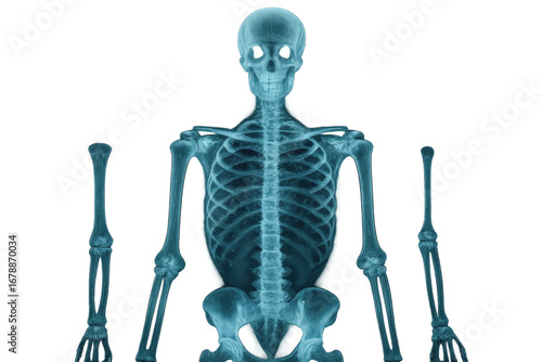 Vector illustration of human skeleton with transparent x-ray effect in blue, perfect for scientific, diagnostic, and educational design.