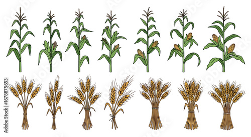 Vector Icons Set of Collection of isolated corn stalks and wheat sheaves illustrations. EPS Editable