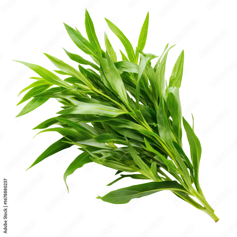 Fototapeta premium Fresh tarragon sprig showcases vibrant green leaves, an aromatic culinary herb essential for cooking. natural, healthy ingredient, bundles of plant promise delicious flavor