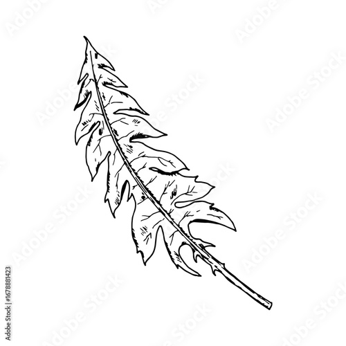 Hand-drawn vector illustration of a dandelion leaf, Taraxacum in bold black and white, ink engraving style. Rustic botanical element for herbarium prints, labels, packaging, tattoos and decor.