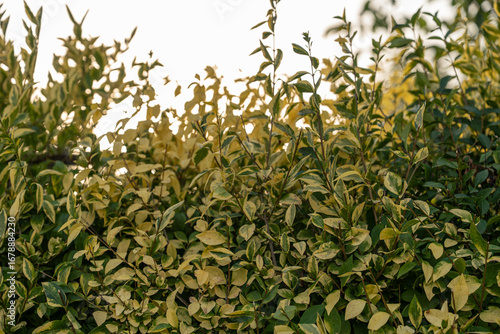 Wallpaper Mural Green bush with dense foliage in sunlight Torontodigital.ca