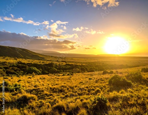 Sunrise over golden savanna