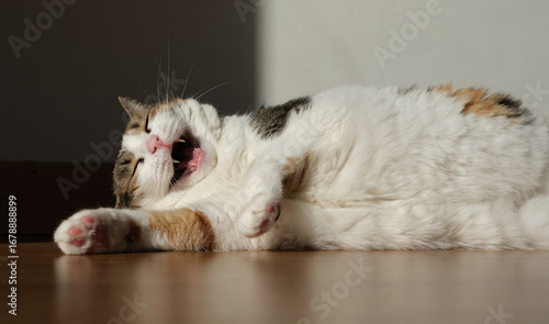 Fotografie beautiful cute cat smiling and sunbathing