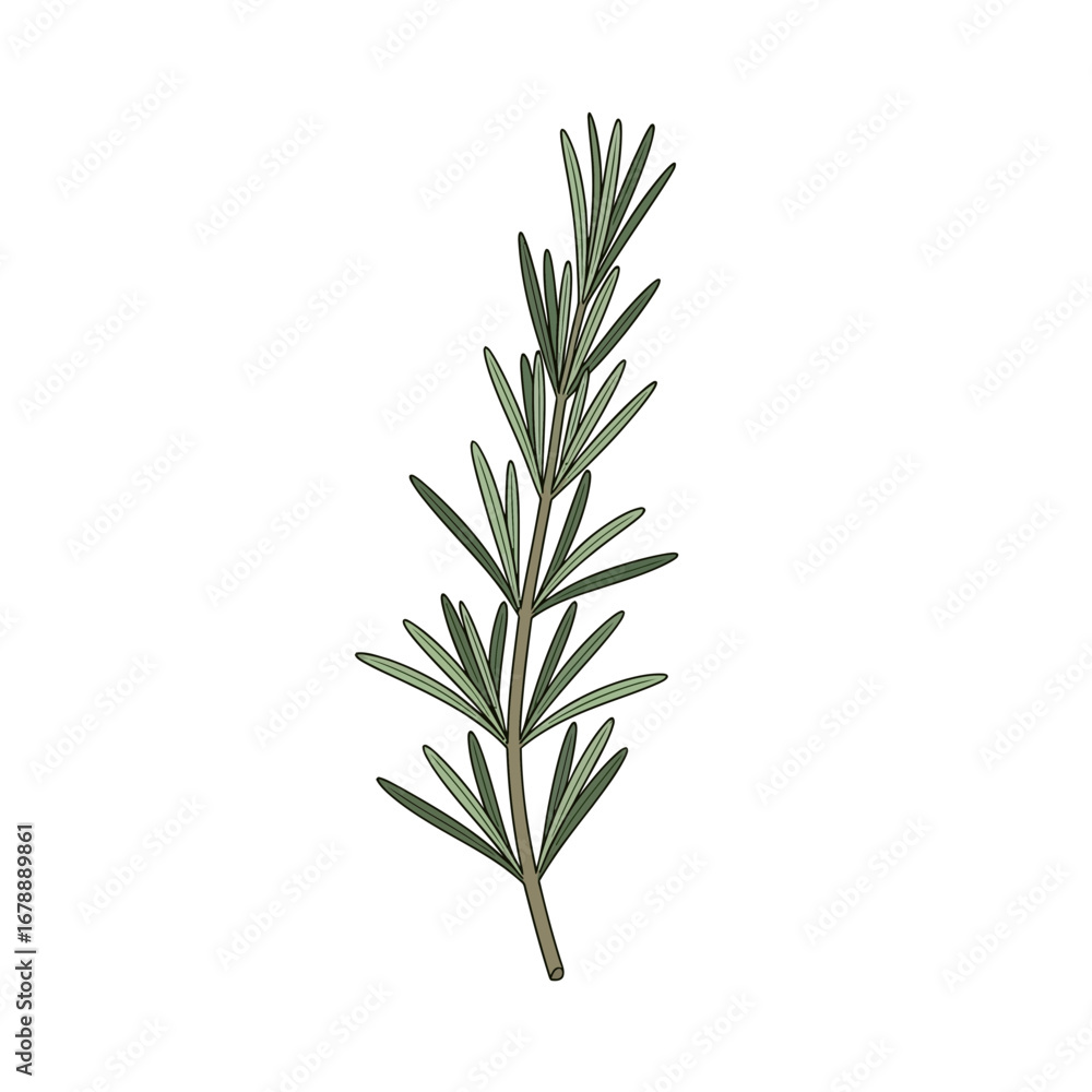 A single sprig of rosemary with green needles on a white background.