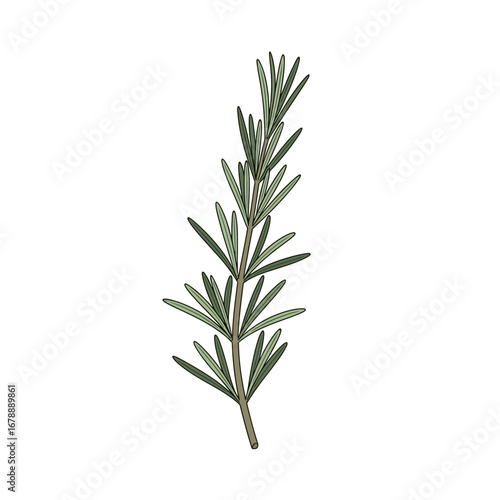 A single sprig of rosemary with green needles on a white background.