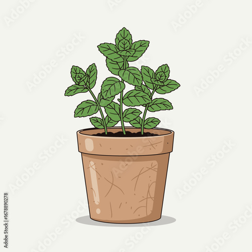 Green plant with leaves in a terracotta pot.