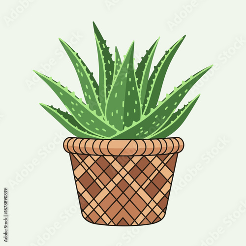 Potted green succulent plant with spiky leaves in a woven pot.