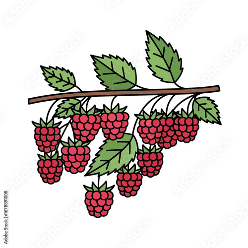 Branch with ripe red raspberries and green leaves.
