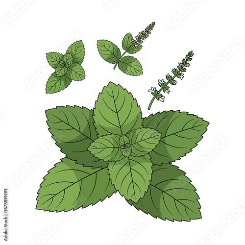 Fresh green mint leaves and sprigs on a white background.