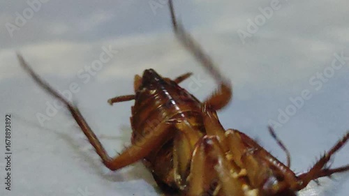 Cockroaches upside down on the floor at home, usually found in cupboards, furniture, toilets, etc.