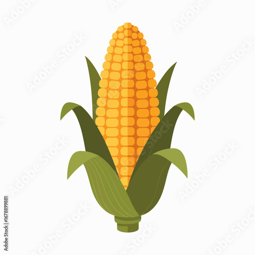 Healthy Fresh Corn on the Cob Agricultural Produce
