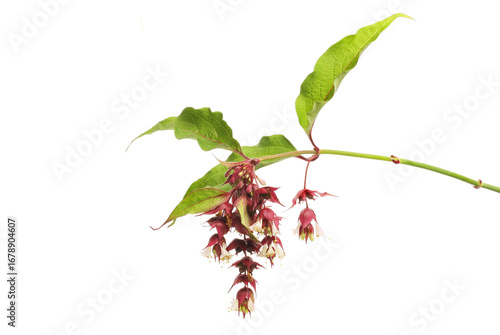 Himalayan honeysuckle flower and foliage
