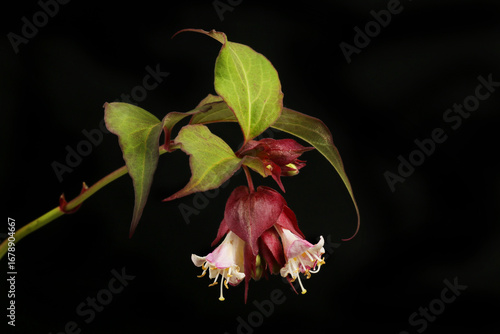 Himalayan honeysuckle flowers