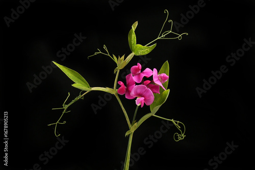 Sweetpea flowers and foliage against black