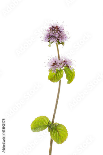 Water mint flowers