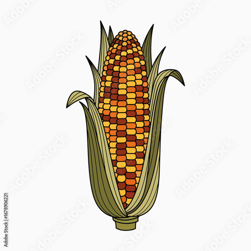 Healthy Organic Indian Corn on the Cob with Green Leaves
