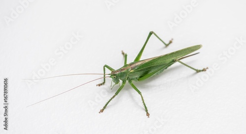 Grasshopper (Locust) isolated on white background – macro close-up of insect

