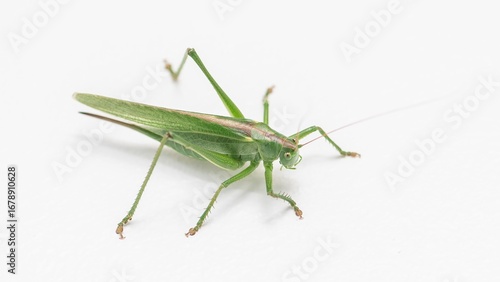 Grasshopper (Locust) isolated on white background – macro close-up of insect
