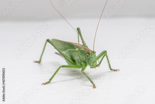 Grasshopper (Locust) isolated on white background – macro close-up of insect
