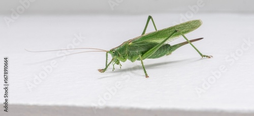 Grasshopper (Locust) isolated on white background – macro close-up of insect
