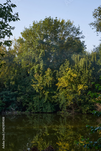beautiful pond in the forest