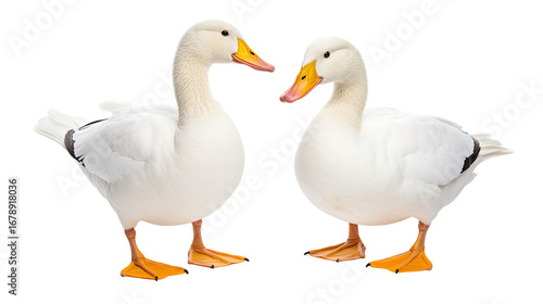 Pair of white ducks standing isolated on white background
