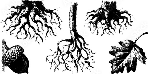 Black and white grunge tree roots and leaves set for urban art design