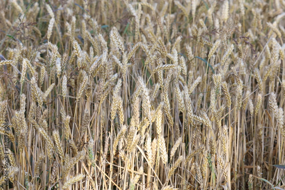 Fototapeta premium Natural Texture of Wheat Crop Close-Up