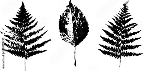 Black and white fern leaf stencil collection for botanical design