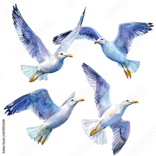 Seagulls Flying, watercolor painting vector, isolated on a white background.