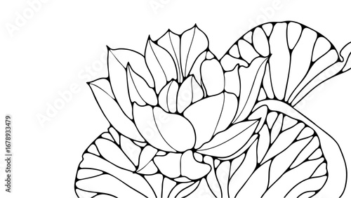 Water lily flower and water lily leaves isolated on white background. Hand drawn lotus or water lily sketch