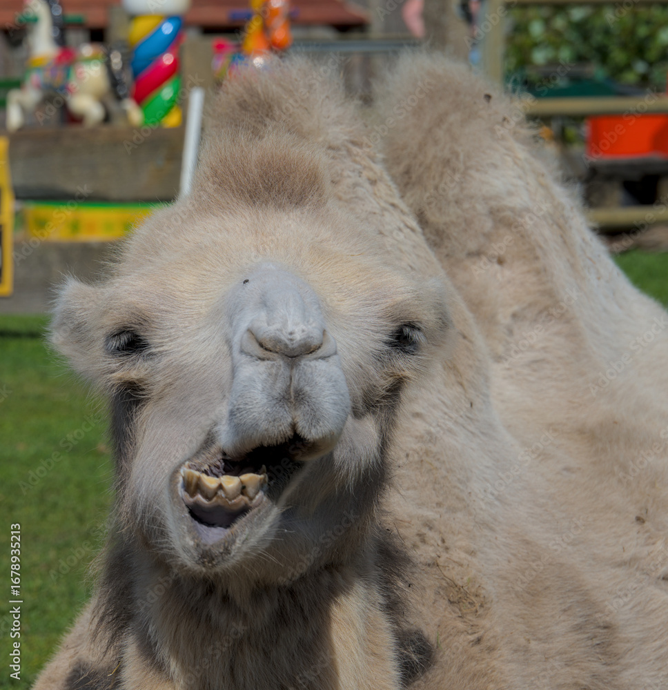 Obraz premium Funny face of a laughing camel