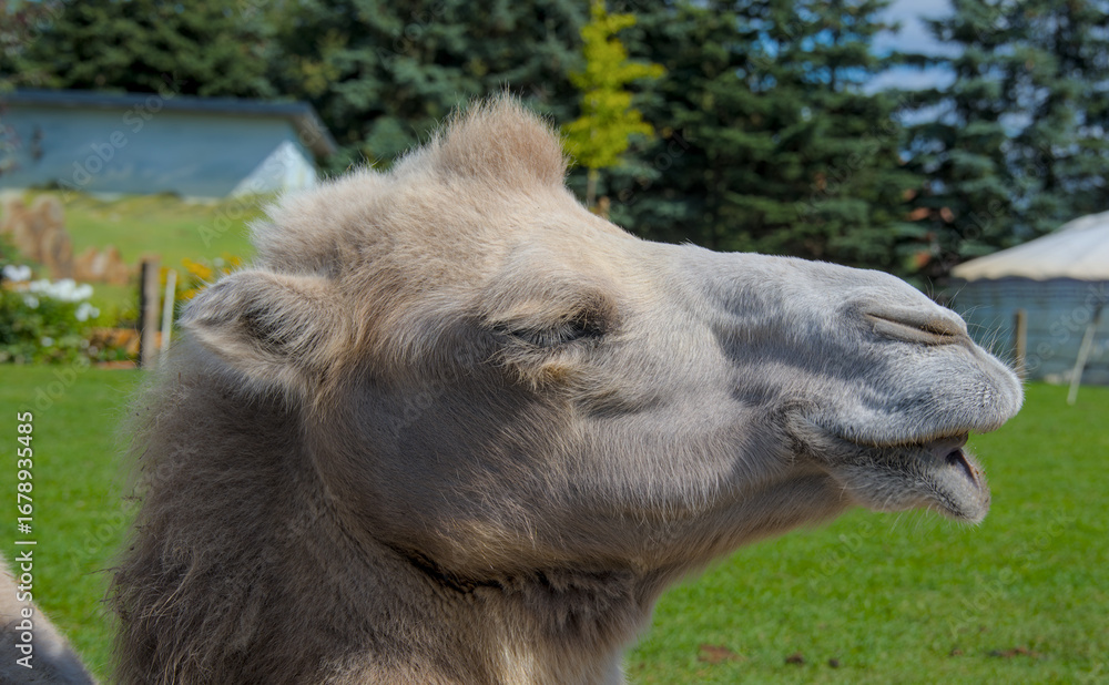 Fototapeta premium Funny face of a laughing camel