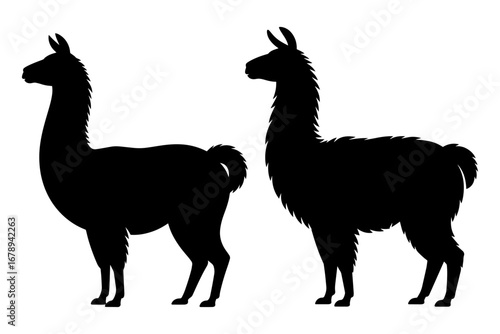 Silhouette of llamas alpaca south American animal