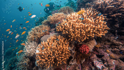 Wallpaper Mural Colorful Coral Reef Underwater with Tropical Fish in Blue Ocean – Marine Life, Coral Garden, and Biodiversity in Clear Sea Torontodigital.ca