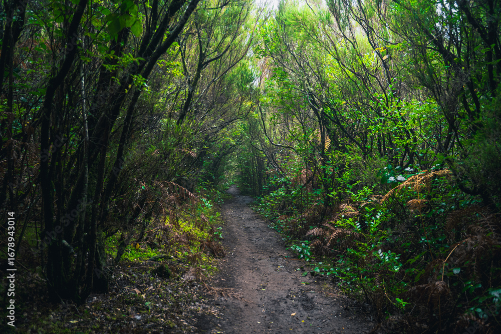 Fototapeta premium Madeira Feenwald 2