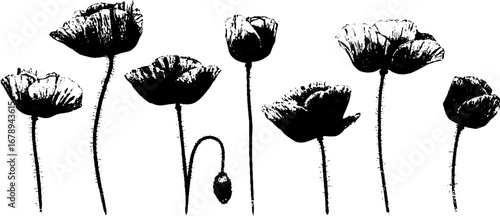 Black and white poppy stencil set for decorative and urban design projects