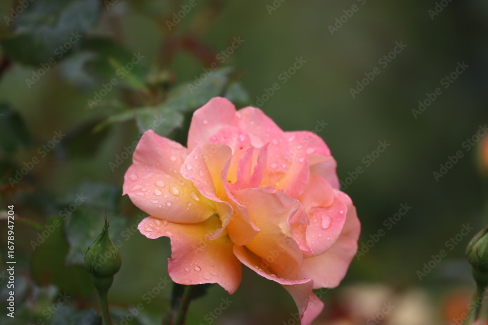 Fototapeta premium Close Up of Buff Beauty Rose with Peach Cream Blooms