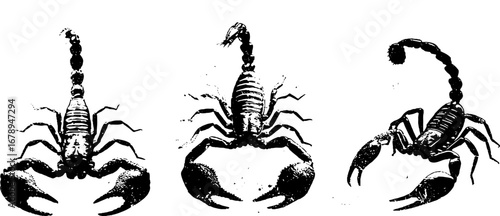 Black and white scorpion stencil set for creative design projects