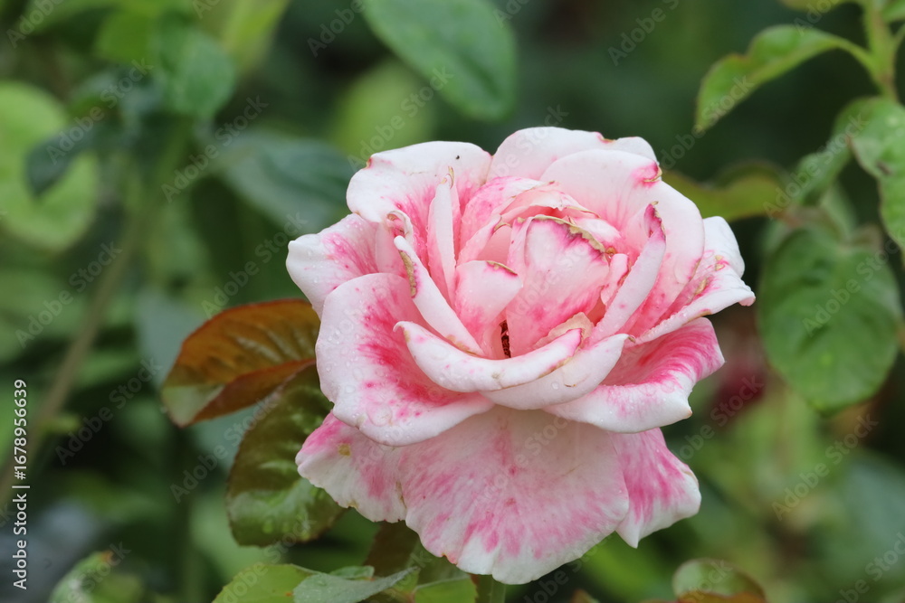 Fototapeta premium Close-Up of Japanese Camellia Flower in Bloom