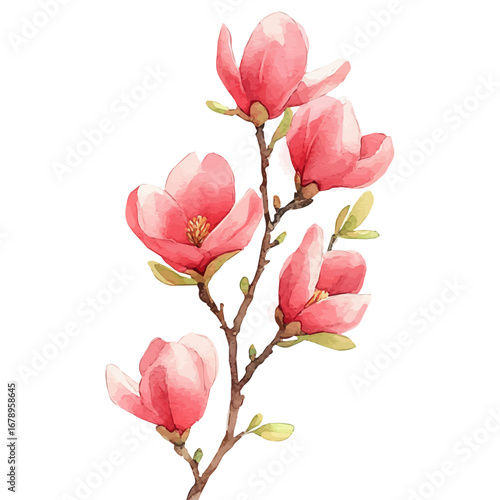 Magnolia Flowers Sunny Day, watercolor painting vector, isolated on a white background.